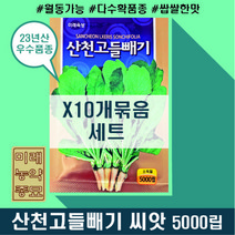 23년산 산천고들빼기 씨앗 5000립 (X10개세트)- 노지월동가능 국산 꼬들빼기 씨앗 씀바귀 씨앗, 10개