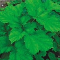 국산 적 어수리 식물 산 나물 씨앗 품종 종자 50립, 선택완료