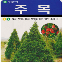 주목 인기수목 나무 종자 품종 식물 씨 씨앗 100립