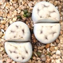 리톱스 카라스몬타나 다육이 하트 예쁜 다육 랜덤2-20, 단품