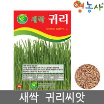 새싹 귀리씨앗 50g, 단품