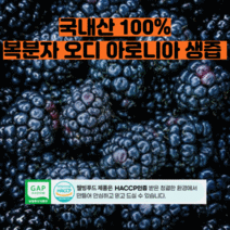 복분자즙 오디즙 국내산 100프로 전남 영광산 복분자오디생즙 액기스 담금주 유기농 건강즙 30팩, 전남영광산 복분자오디쌩즙 110ml x 30팩