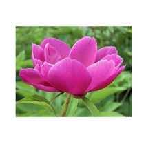 순희농장 작약구근 포트 작약모종, 2.작약포트랜덤(한뿌리)-10개