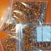 햇 히카마 씨앗 20g 발아율 좋은 멕시코감자 얌빈 모종 씨 파종