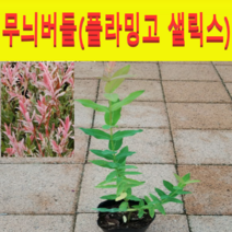 (D소망)무늬버들(플라밍고샐릭스)(포트묘) 3개