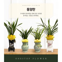 동양란 개업 승진 축하화분 인테리어화분 동양난, 동양란 - 일향금, 읍/면/리 단위 지역(배송비 2만원 추가)