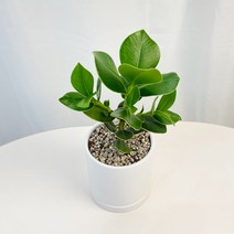 실내공기정화식물 크루시아 키우기 쉬운 공기청정 가습 식물 카페 화분, 크루시아 소형, 식물만