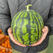 (용이다팜) 수분가득 꿀 수박, 4-5kg (꼭지절단 1통), 1통