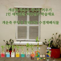 개운죽 행운의 대나무 키우기 수경재배식물 1인 새싹관찰 씨앗심기 학습재료, 1)개운죽 키우기 1인용