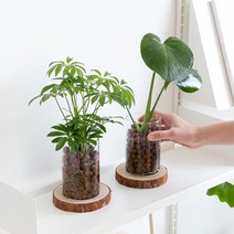 (영양제 증정) 피플랜트 공기정화 하이드로볼 수경식물 11종, 05 테이블야자 하이드로볼 수경재배 SET