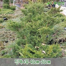 착한가격나무생각 진백 40cm~50cm