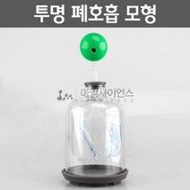 투명 폐호흡 모형