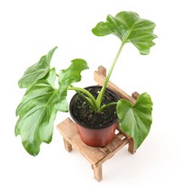 갑조네 공기정화식물 생화 화분 인테리어 식물 미세먼지제거 먼지정화, 필로덴드론(소품), 1개