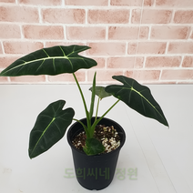 도희씨네 정원>> 세련된 그린벨벳 알로카시아 프라이덱 450″ class=”wr-img”></a></div></div></div></div><div class=