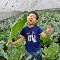 유기농 케일 신선초 샐러리 셀러리 녹즙용 즙용 주스용 쥬스용, 샐러리 500g