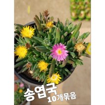 송엽국-10개묶음/잎이 채송화 같고 사철 꽃을 피운다고 하여 사철채송화