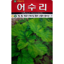 어수리씨앗50립 맛 향 약효가 뛰어난 왕의 나물로 불리는~~~