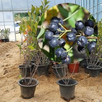 아로니아나무 3년생 결실주 1개 화분묘 블랙쵸크베리