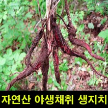 고씨네 생지치200g 생지치 지치나무 야생지초 지근, one color, free