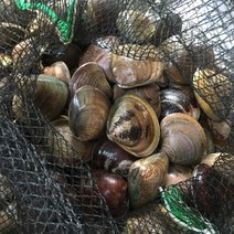 서해안 당일 조업 생합 백합 1kg, 중소