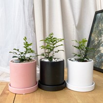 [1+1 SET] 조그마한 하얀꽃 공기정화식물 키우기쉬운 반려식물 오렌지 자스민 도자기, 도자기 블랙, 선택안함(1개 구매시 선택), 화분받침(1개)