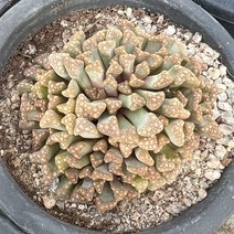 올식스 천녀 중품 다육식물 다육이 플랜테리어 공기정화식물 개업화분