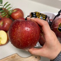 (세척) 경북 정품 프리미엄 아침이슬 세척 껍질째 먹는 개별포장 꿀부사 사과 5kg, 꼬마과 5kg 25~28과, 1개