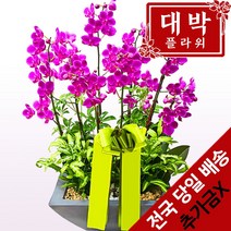 대박플라워 만천홍 서양란 승진선물 취임 영전 이전 개업선물 부모님선물 꽃배달