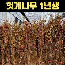 헛개묘목 헛개나무 묘목 1년생 특묘 지구자, 1개