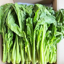 여수돌산갓 10kg 청갓 생갓, 청갓 10kg, 1개
