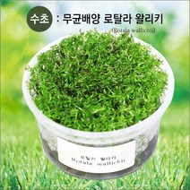자연과사람 무균 배양수초 쿠바펄, 1컵