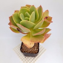 비취후리데 다육이 핑크빛 다유기 다육식물 목150랜덤, 단품