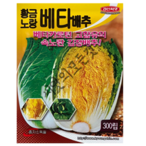 황금노랑베타배추 씨앗 300립 베타카로틴 고햠유의 속노란 김장배추 햇종자 항암성분