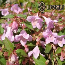 댕강나무 꽃댕강 핑크퐁 C2화분 나무언니, 꽃댕강나무:핑크퐁 C2 화분