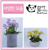 PFA014 은혼식 부모님 어버이날 서 양난 키우기 선물, 선물용 서양란, 5.그린베이1(PFA017)