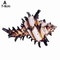 조개껍질 장식 조개껍질세트 천연 소라 껍질 집 소라게 마이크로 지중해, 1.7-8cm