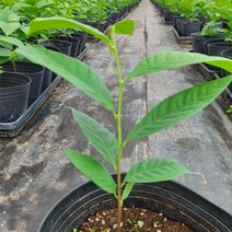 [월순네 농장] 포포나무 실생묘