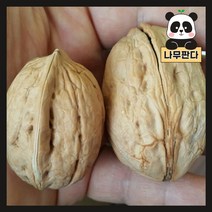 (나무판다) 호두나무 묘목 시리즈, 2. 접목호두 신령 접목1년 특묘