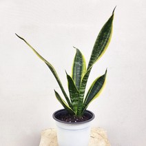산세베리아 산세비에리아 30~45cm 49
