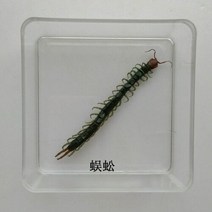 조각품 곤충 표본 나비 진짜 잠자리 사마귀 스페이드 갑옷 투명 상자 홈 액세서리, 21 22
