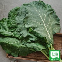 유기농 케일 신선초 즙용 샐러드용, 유기농 케일 1kg, 1개