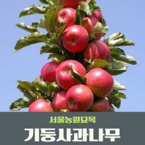 서울농원묘목/기둥사과 나무 묘목 1년생 H0.9~1.0m 부사 홍로 사과나무, 기둥사과