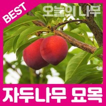 합리적 가격의 자두나무묘목(왕왕자두 왕자두 후무사 바이오체리 추희), 추희자두접목묘중묘