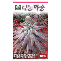 와송씨앗 3000립 BK, 없음