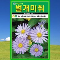 벌개미취 씨앗 꽃 벌개미취 씨 토종 약초 야생화 종자 500립, 1개