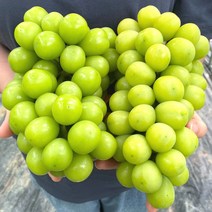 [2023년첫출하] 고당도 수출용 프리미엄 샤인머스켓 포도 1kg 2kg 샤인머스캣 선물세트, 2. 고당도 샤인머스켓 2kg