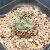 꽃다리 맥도가리 46 다육식물 선인장 아이만배송, 1개
