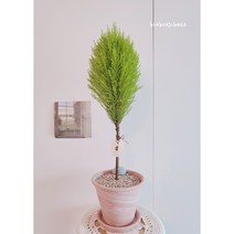 율마 핫도그형 외목대 키우는법 가지치기 중대품80cm 피톤치드 축하화분 집들이선물 산소뿜는, 살구토분