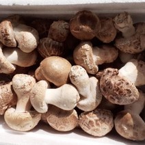 산정마을 [매일농산] 순창직송 무농약 송고 송화버섯 1kg, 02_송고버섯(상품) 1kg