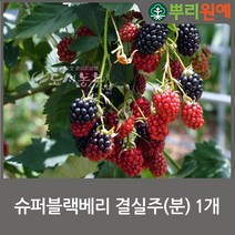 슈퍼블랙베리 결실주(분) 1개 뿌리원예